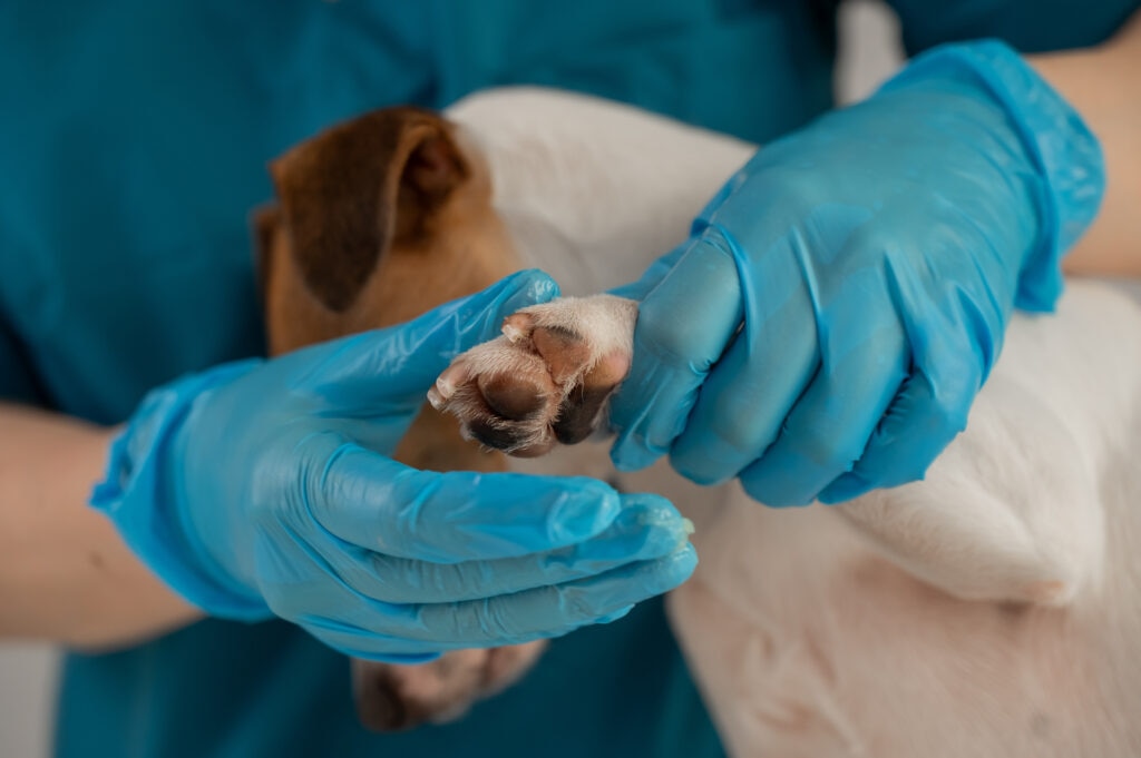 Vet demonstrates first aid for a dog's broken nail