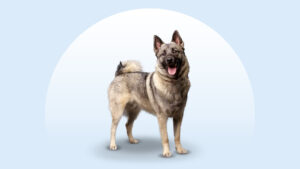 Norwegian Elkhound
