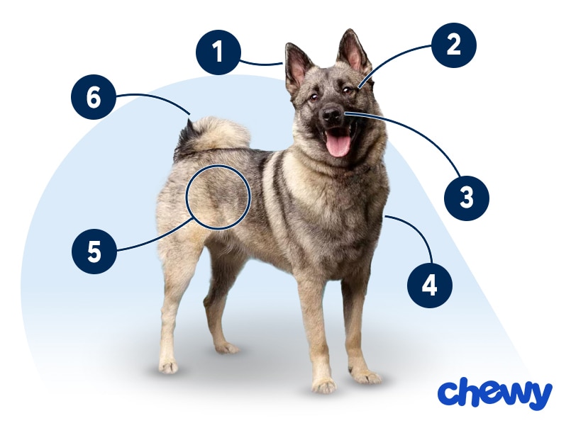 Photo of a Norwegian Elkhound