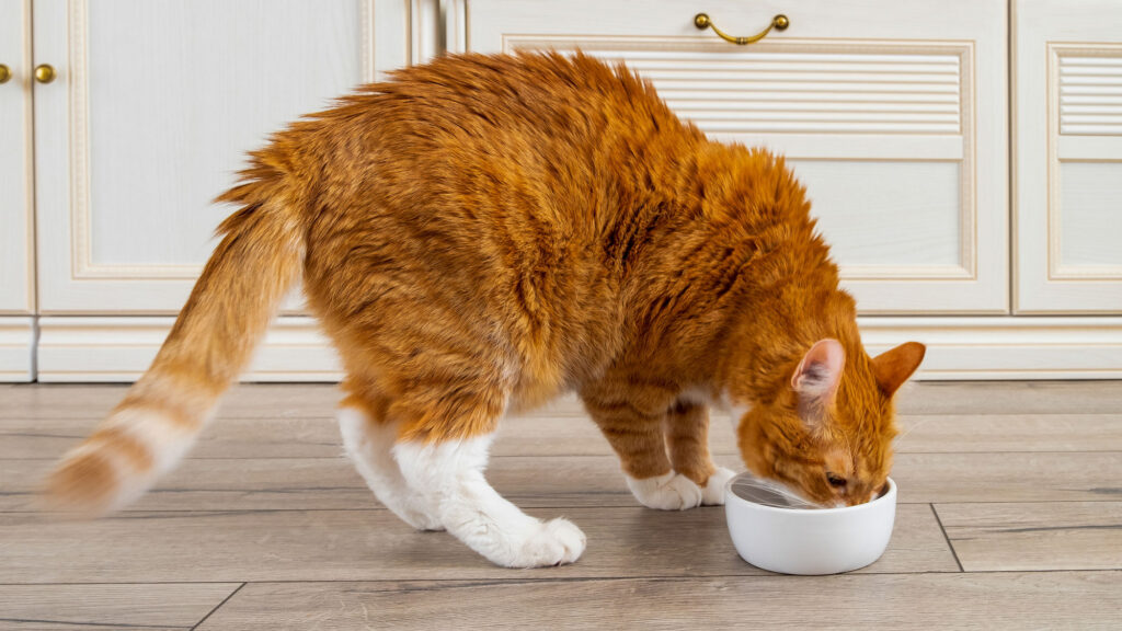 Old cat eating food; the best senior cat food is specially formulated for aging cats’ needs.
