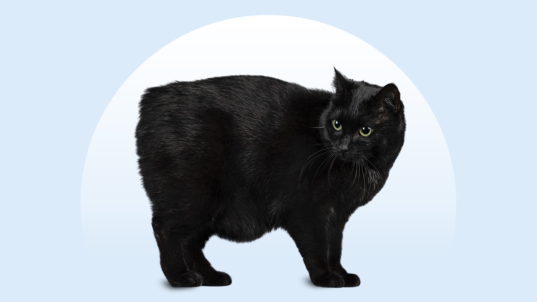 Black Manx cat standing on an isolated blue background