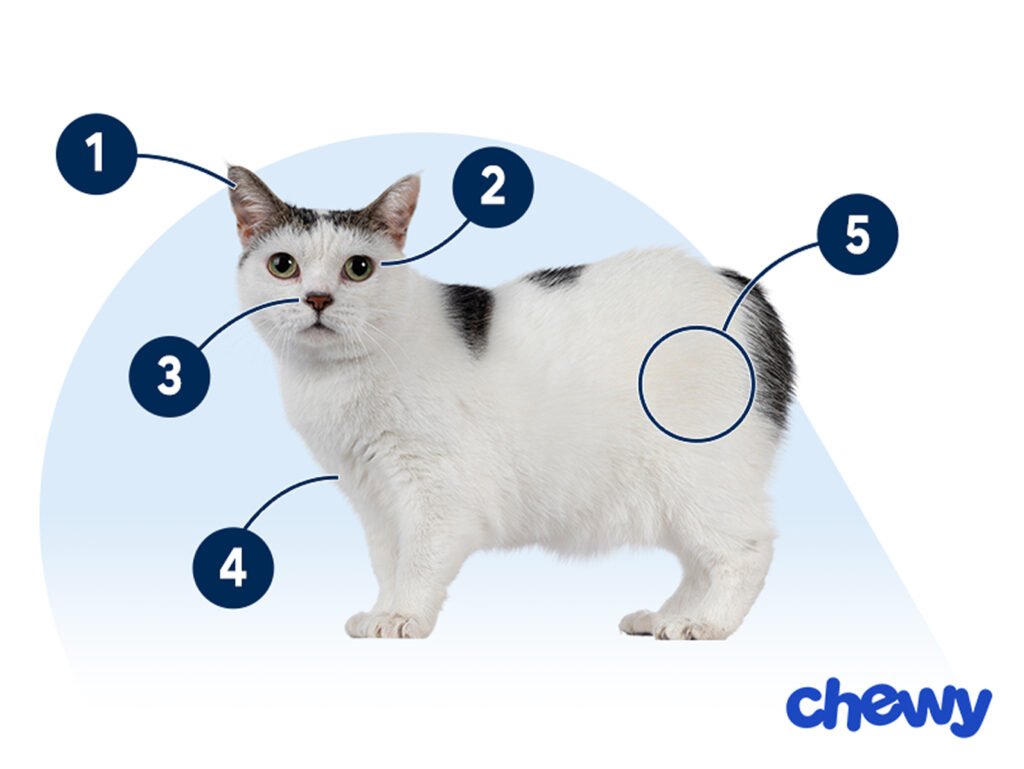 Photo of a Manx Cat