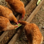 Can Chickens Eat Cucumbers?