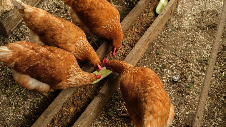 can chickens eat cucumbers