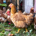 Can Chickens Eat Mushrooms?