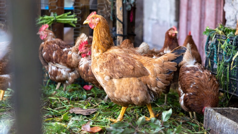 can chickens eat mushrooms: chickens foraging in a coop