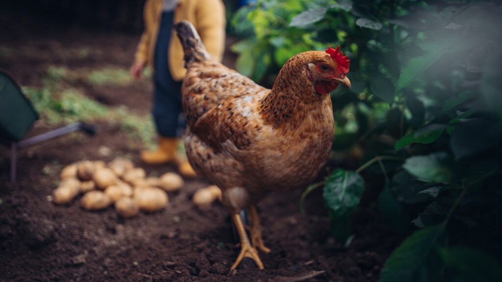 can chickens eat potatoes: chickens walking near potatoes