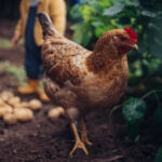 Can Chickens Eat Potatoes?