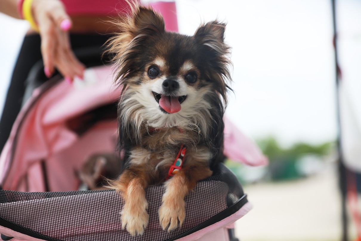 Longhaired Chihuahua in a pink dog backpack carrier