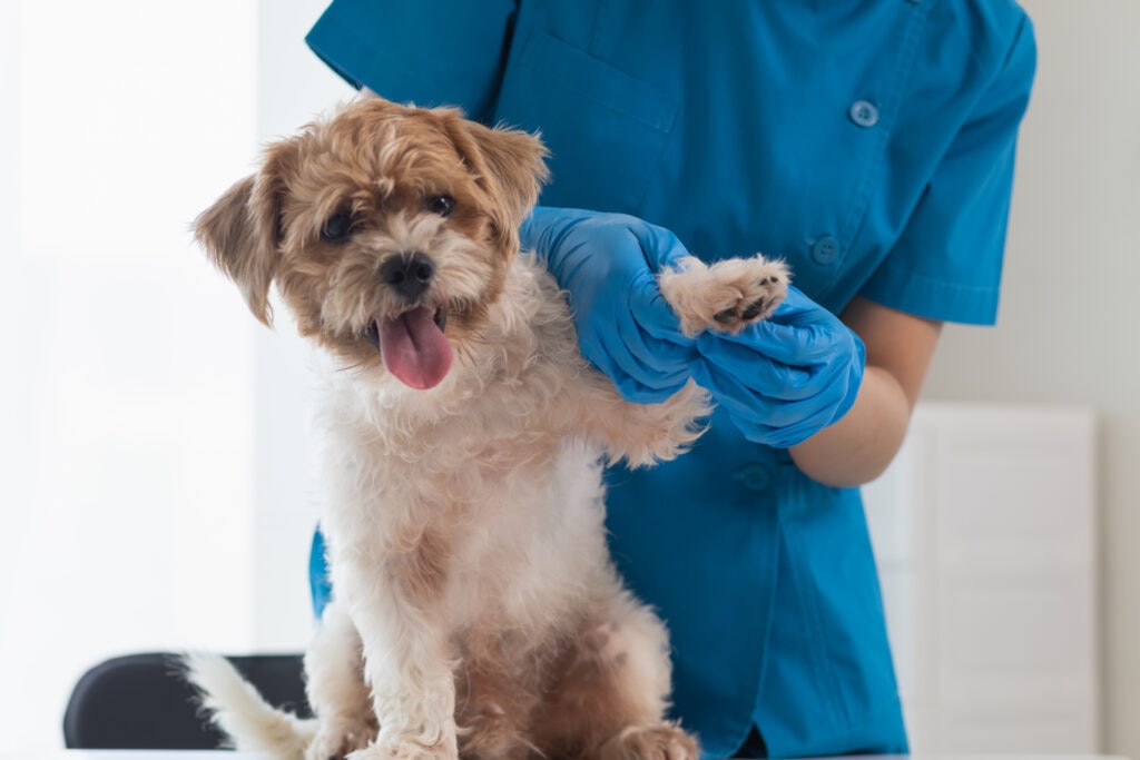 a dog has his skin checked at the vet