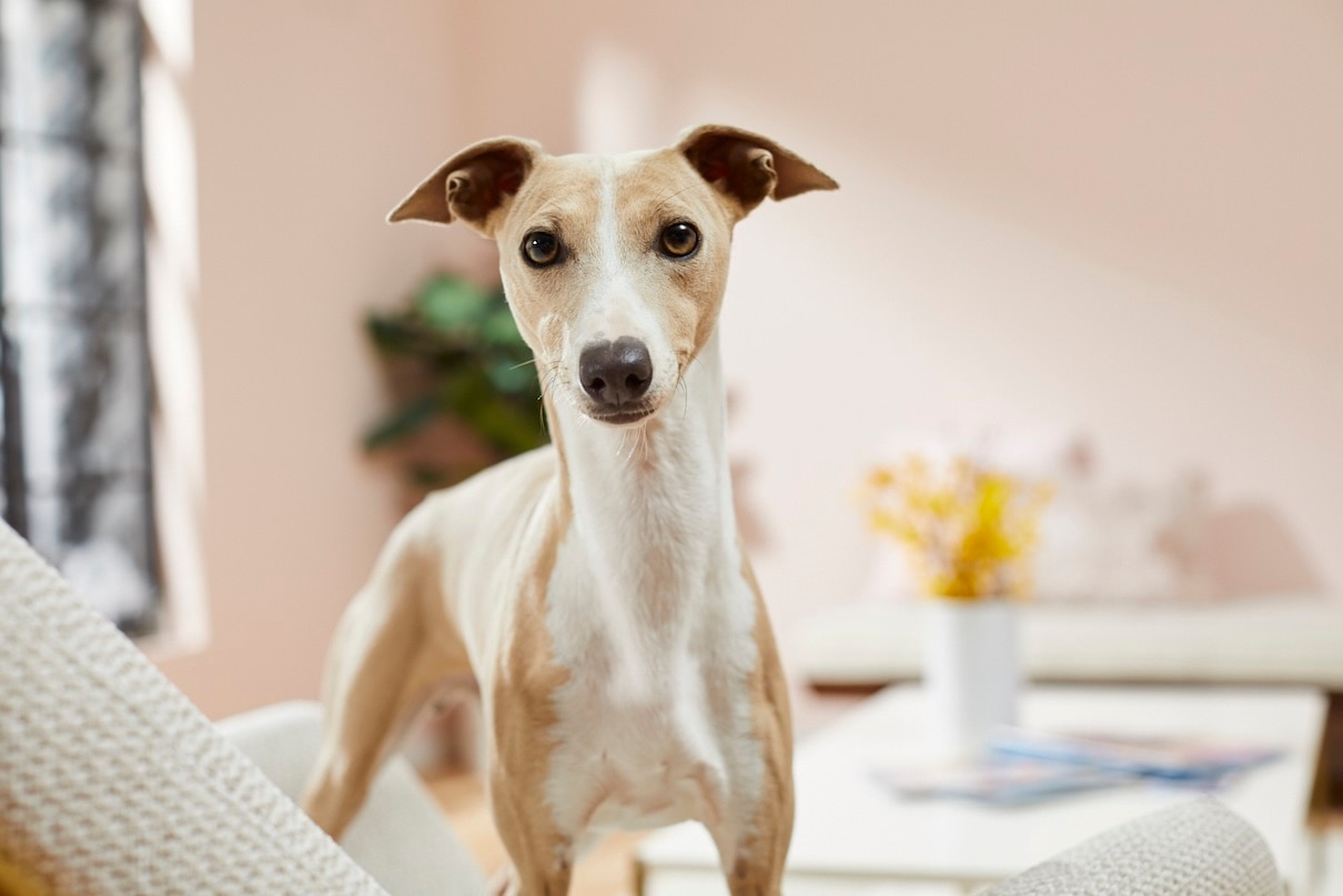 Tan and white Italian Greyhound standing inside a pink room