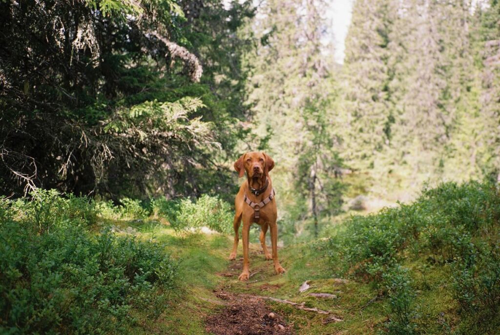 A Vizsla, a dog who loves the summer heat, standing on a hiking trail