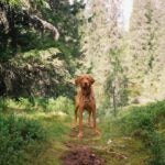 The 10 Best Dogs for Hot Weather