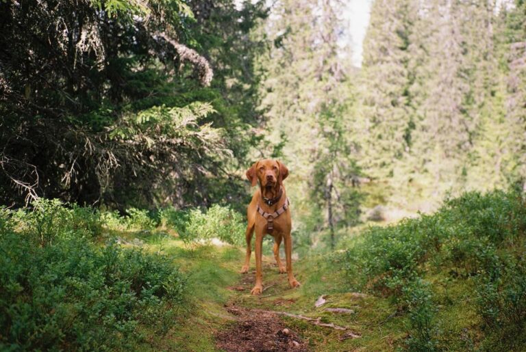 A Vizsla, a dog who loves the summer heat, standing on a hiking trail