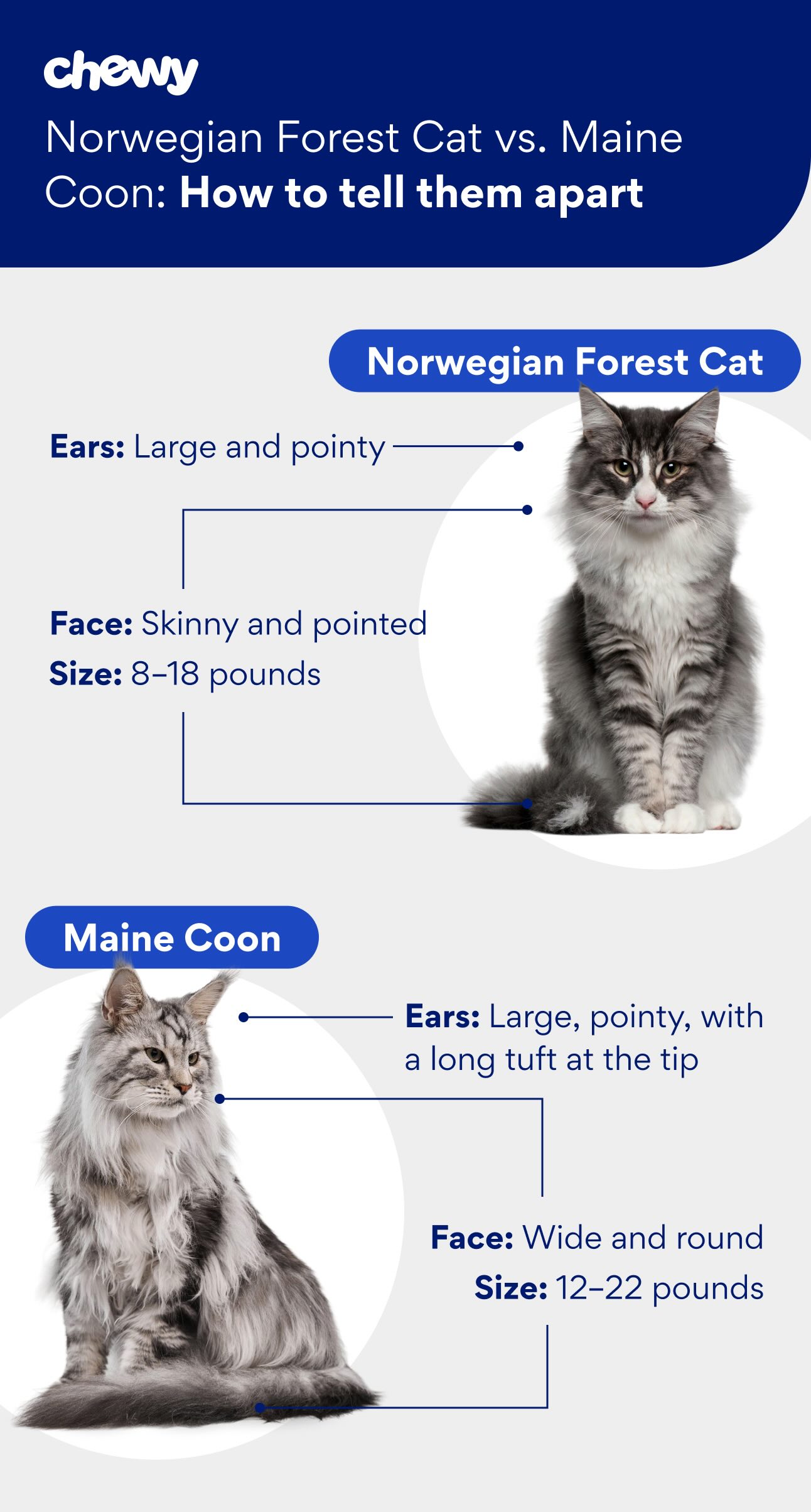 A graphic showing the physical differences between a Norwegian Forest Cat and Maine Coon cat