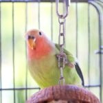 Best Toys for Lovebirds