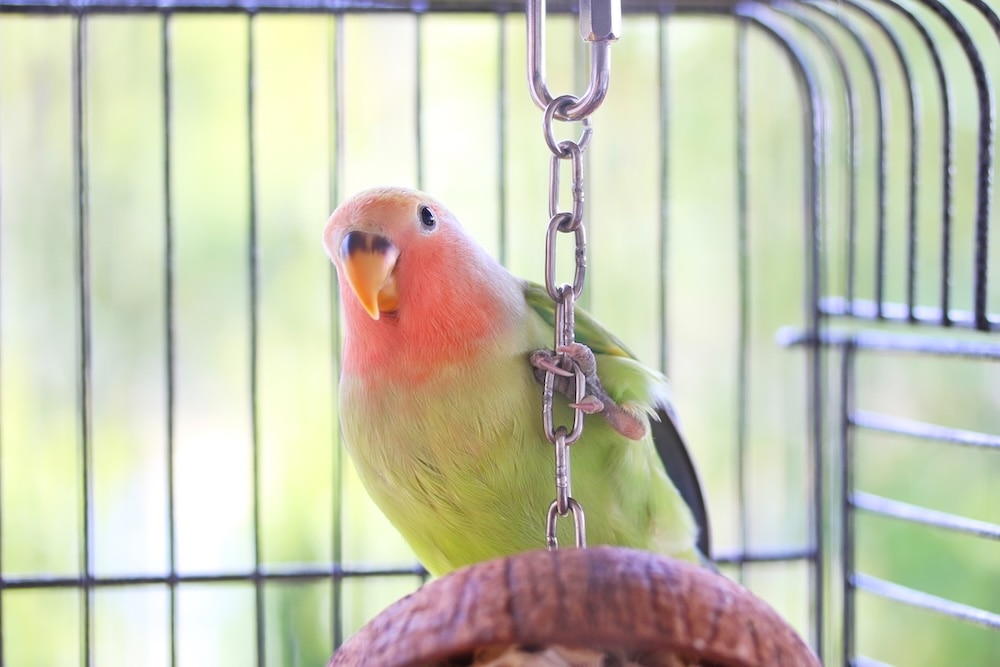 green lovebird perched on toy
