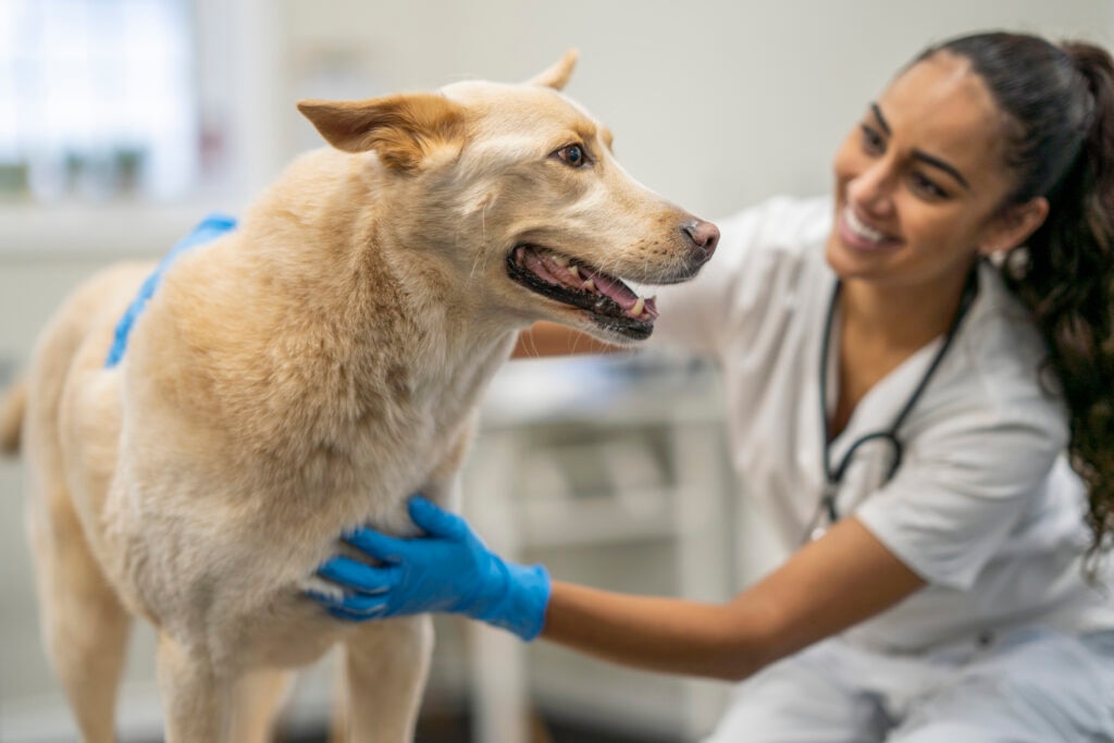 cushing’s disease in dogs; a dog is examined by their vet.