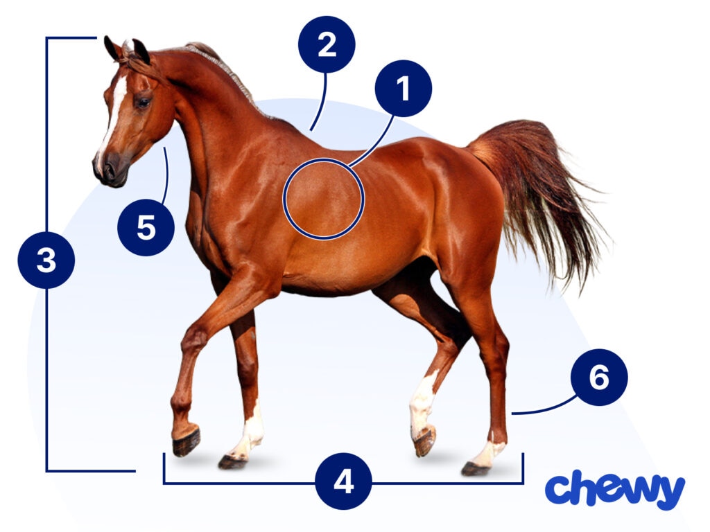 Photo of a Arabian Horse