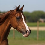 Portrait of a brown arabian mare