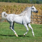 Horse Running Side View, Beautiful White Arabian Stallion