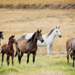 Arabian horses