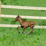 Foal in gallop - Arabian horse - cute filly in spring