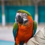 Extra-Large Hookbill Care Sheet