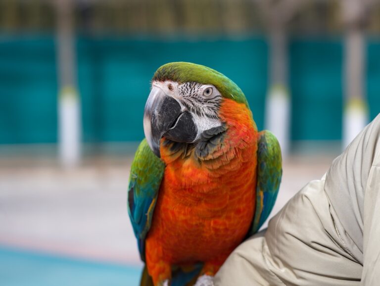macaw perched on arm