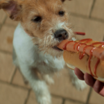 Can Dogs Eat Ketchup?