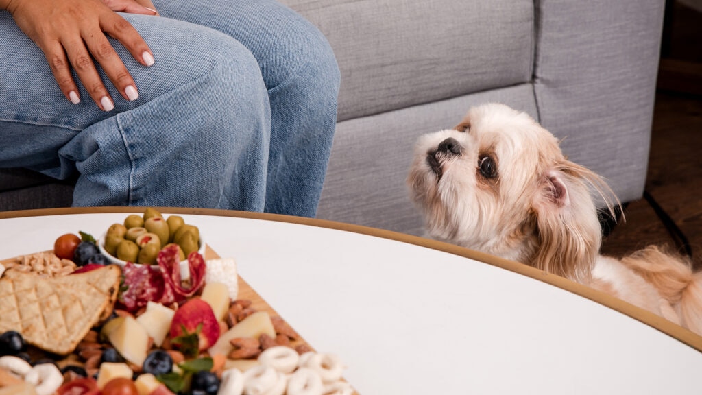 can dogs eat macadamia nuts: dog staring at charcuterie board with nuts