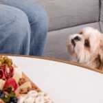 Can Dogs Eat Macadamia Nuts?