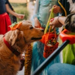 Can Dogs Eat Twizzlers?