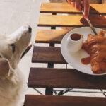 Can Dogs Eat Caramel?