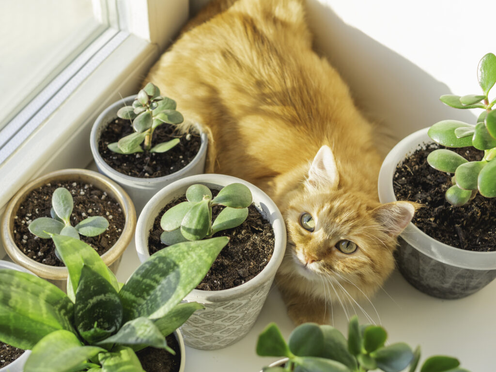 fluffy ginger cat lying on table surrounded by succulent plants