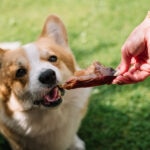 Can Dogs Eat Beef Jerky?