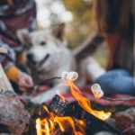Can Dogs Eat Marshmallows?