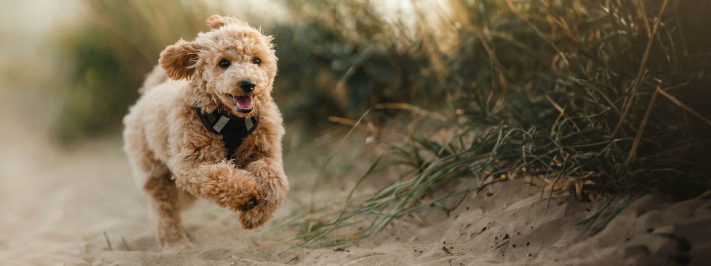 Poodle puppy running on the beach