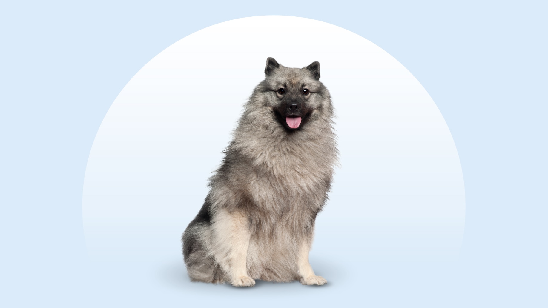 Keeshond dog sitting on an isolated blue background