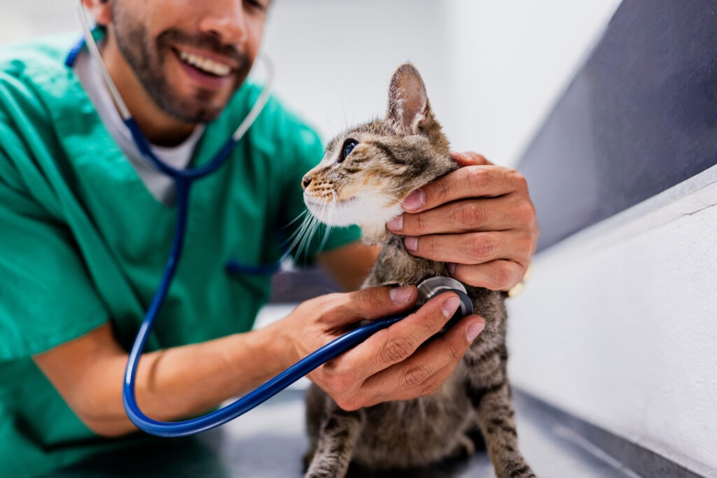 cryptosporidium in cats; a vet examines a dog.