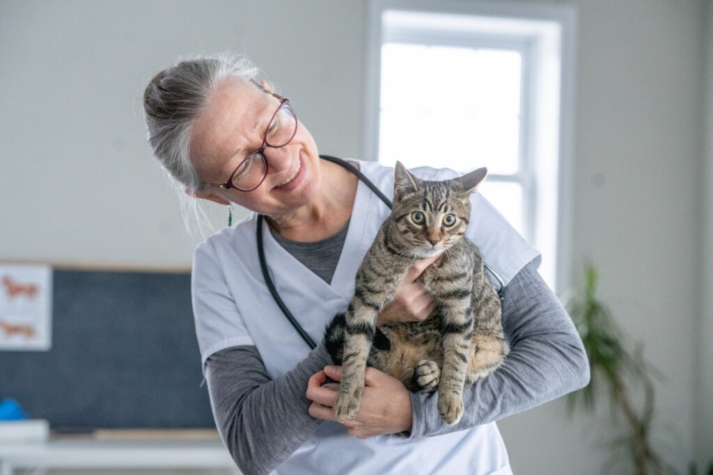 thyroid cancer in cats; a cat is examined by a veterinarian.