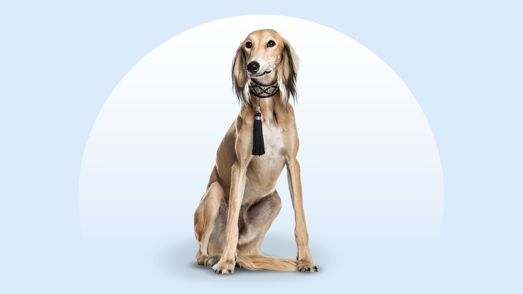 Saluki dog sitting on an isolated blue background