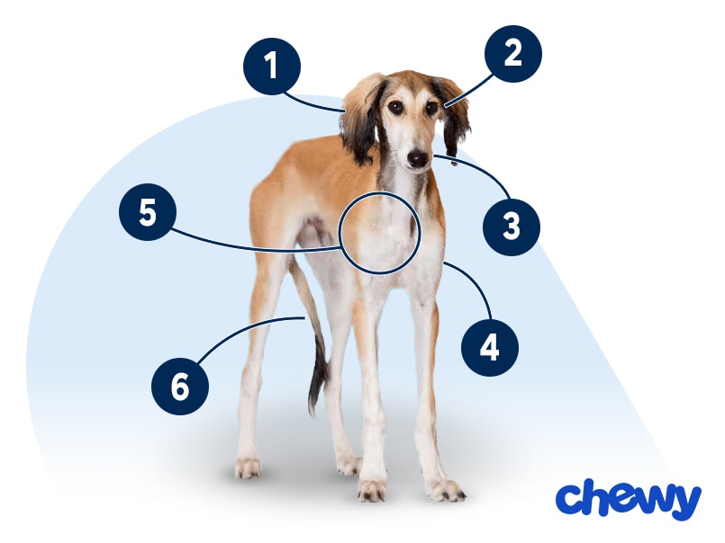 Photo of a Saluki