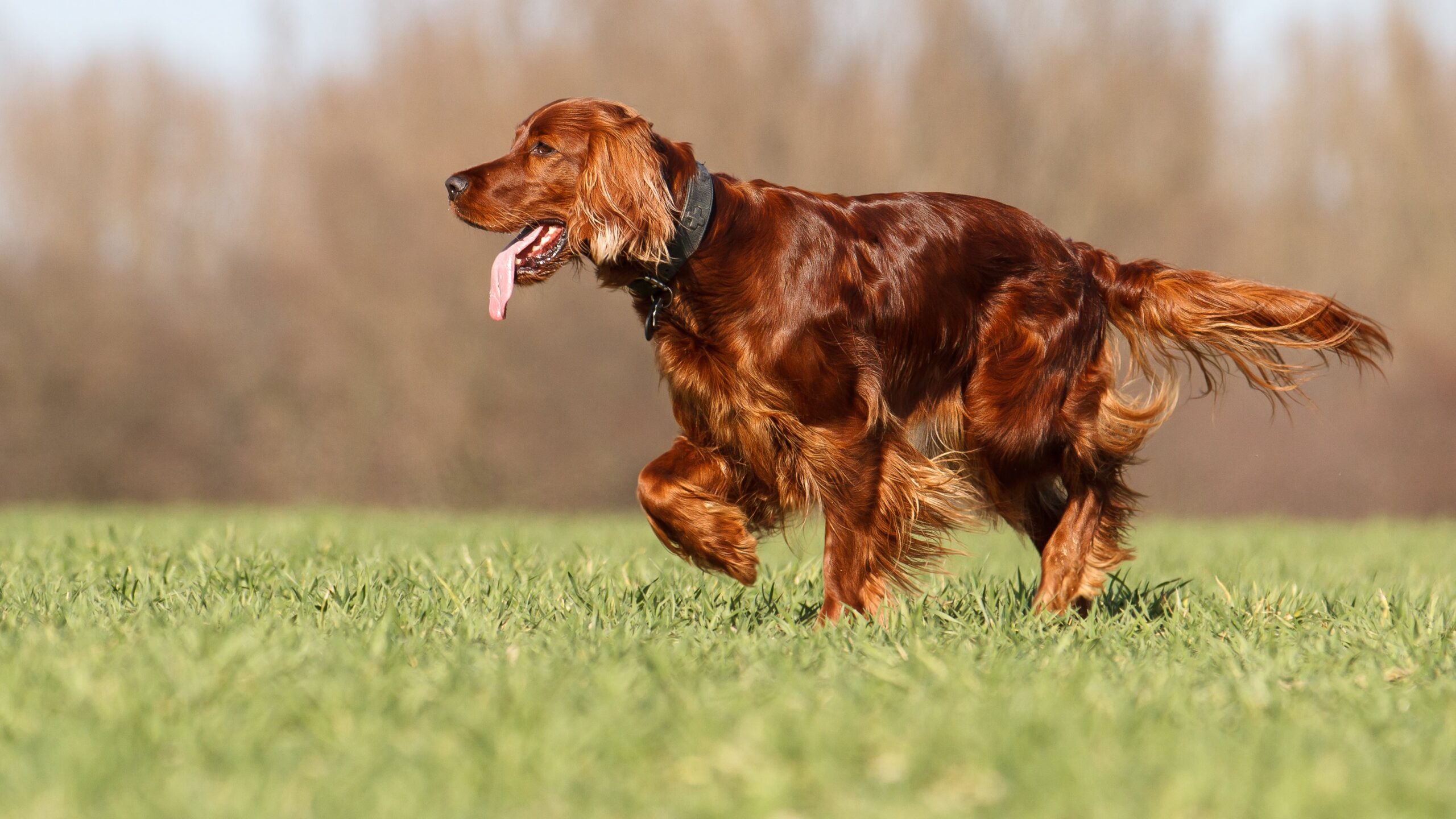 red irish setter trotting through green grass