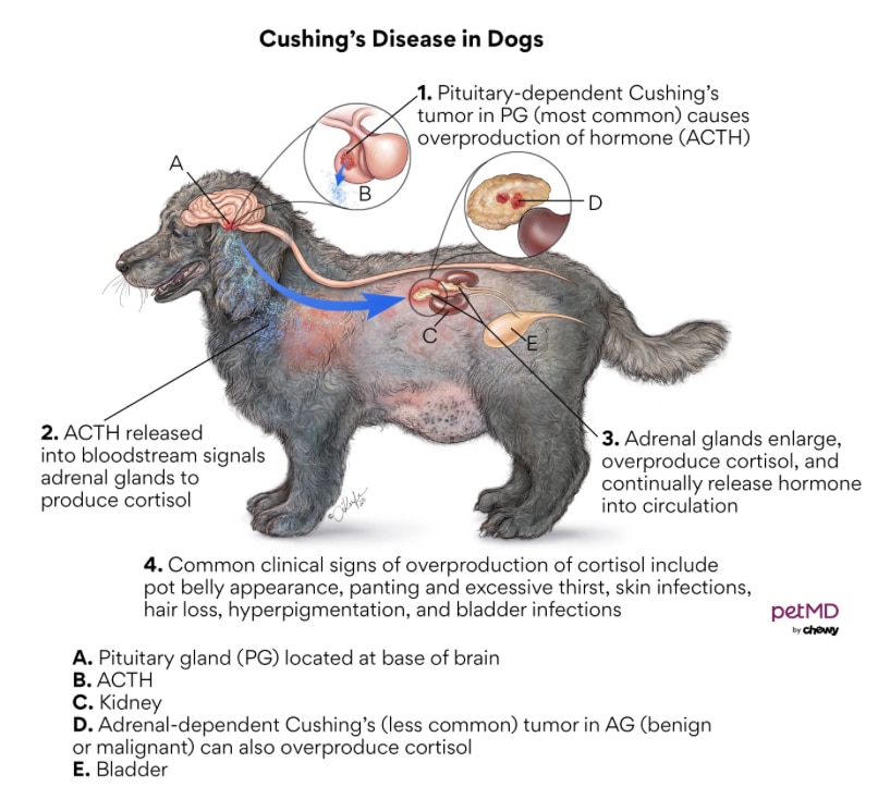 diagram of the process of Cushing's disease in dogs