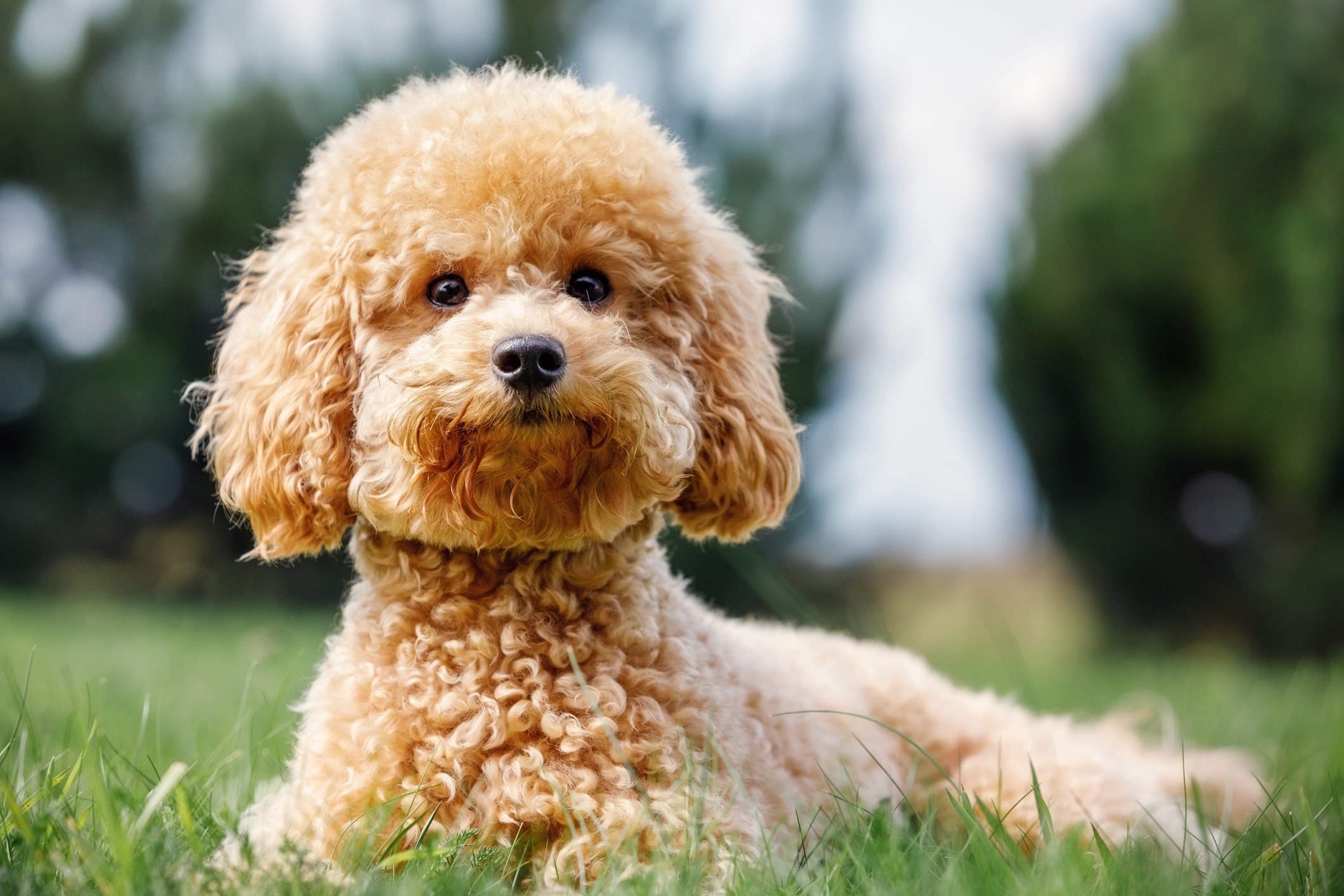 small apricot toy poodle lying in grass