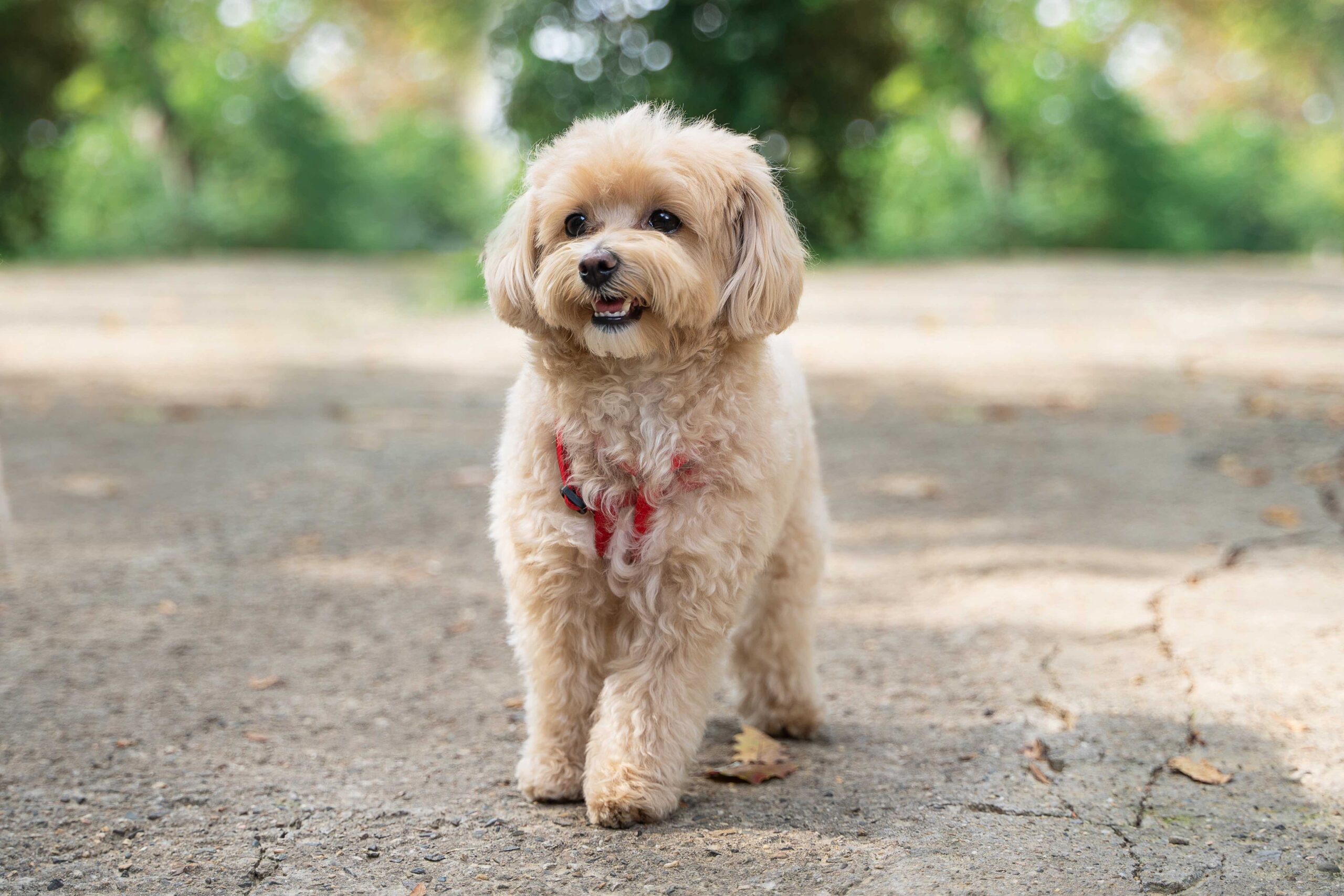 tan maltipoo dog standing on a path outside