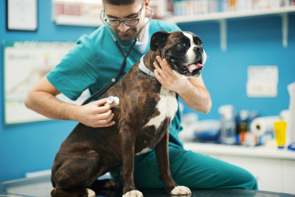 A vet listens to a dog’s lungs