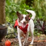 Camping With Dogs: Expert Tips for Safety and Fun