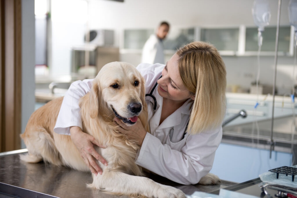 Thymoma in Dogs; a vet hugs a dog at a vet office.